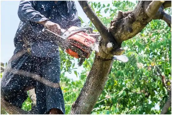 tree services Santa Rosa